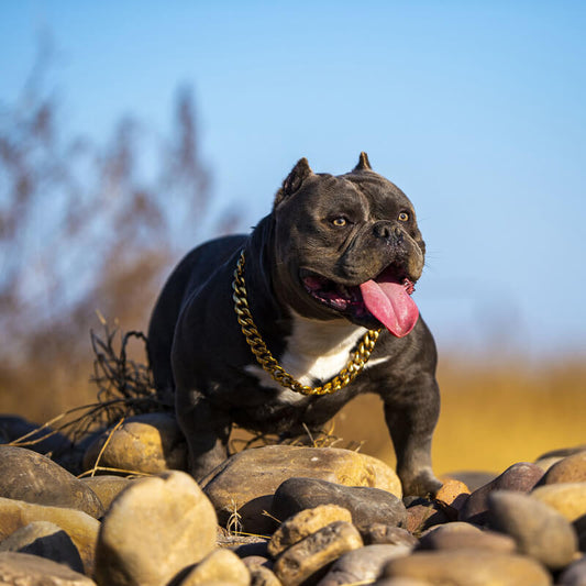 Cuban Link Gold Dog Collar-ALPHA
