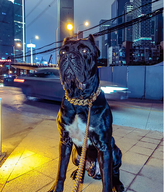 Gold Chain Dog Leashes