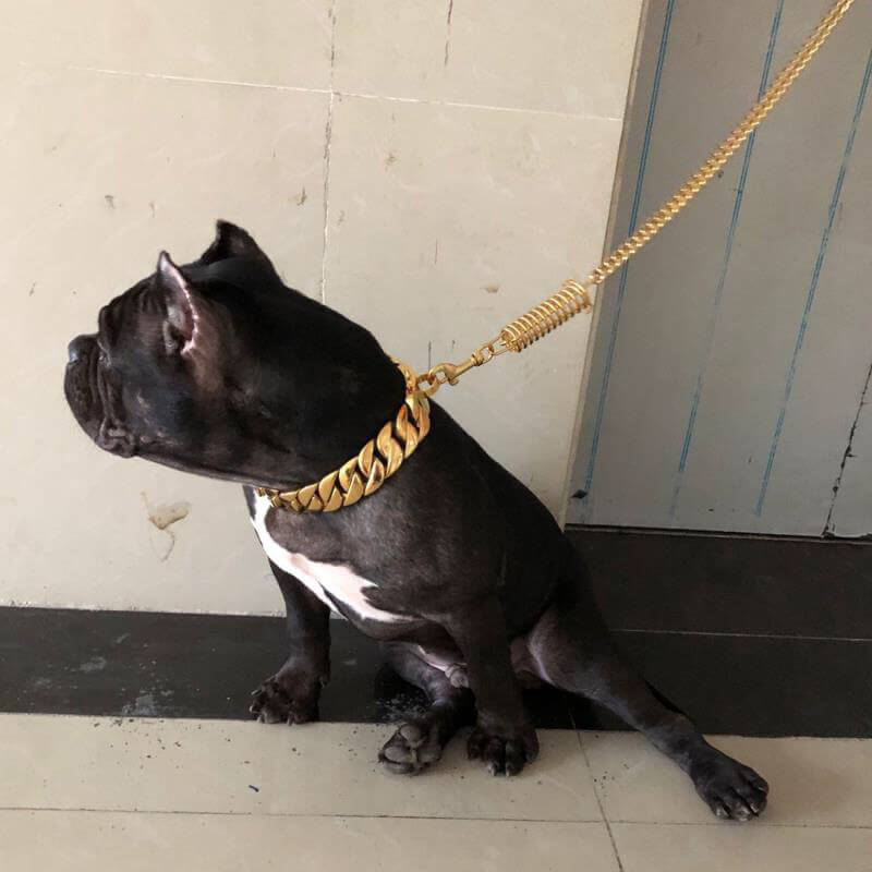 Cuban Link Gold Dog Collar-ALPHA