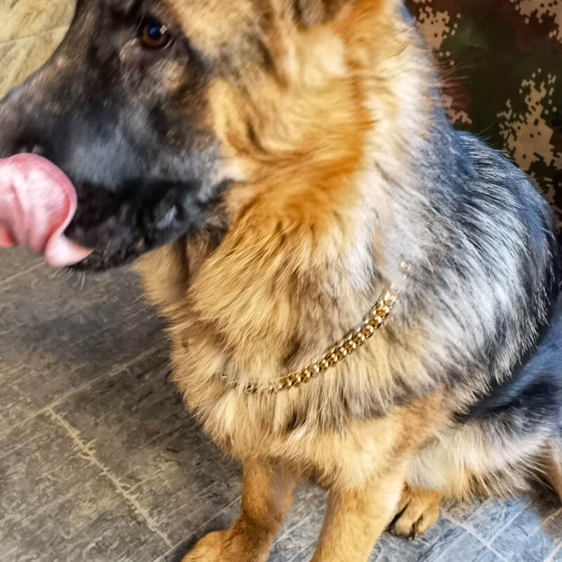 14mm 18K Cuban Link O Ring Dog Choke Collar - GOLD PRIME