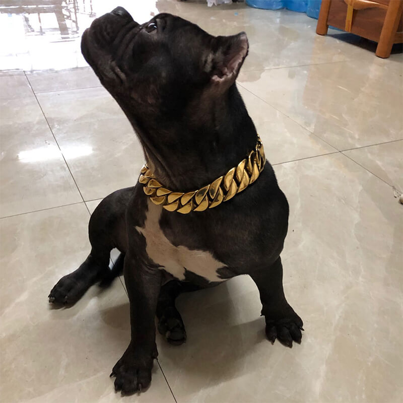 Cuban Link Gold Dog Collar-ALPHA